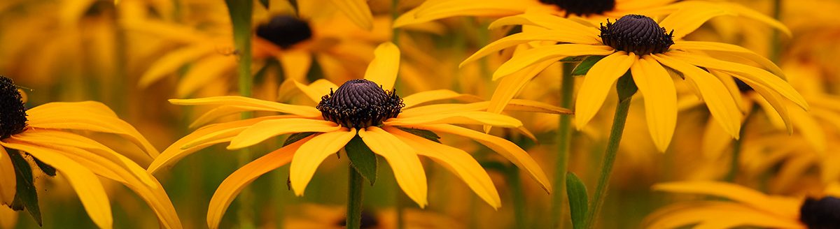 Yellow black-eyed susans, Rudbeckia hirta, flowering in a summer garden. (Adobe Stock │ #335345123 - AngieC)