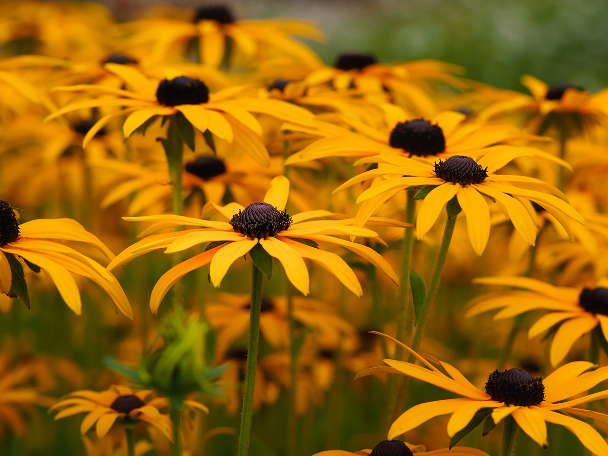 Yellow black-eyed susans, Rudbeckia hirta, flowering in a summer garden. (Adobe Stock │ #335345123 - AngieC)