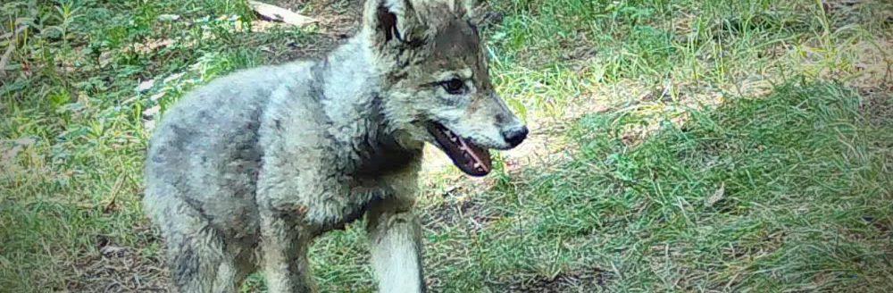 Colorado gray wolf pup (Colorado Parks and Wildlife)