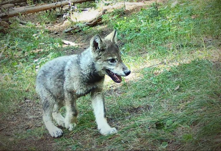 Colorado gray wolf pup (Colorado Parks and Wildlife)
