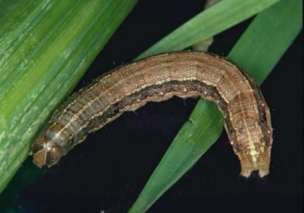 Fall armyworm, notice the thickest stripe is black. (Photo courtesy K-State Entomology Department.)