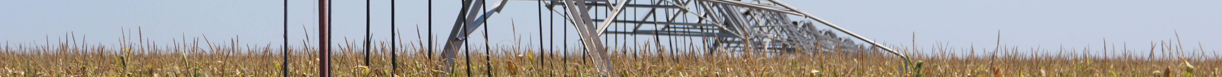 An irrigated corn crop during the 2024 growing season in southwest Kansas. (Journal photo by Dave Bergmeier.)