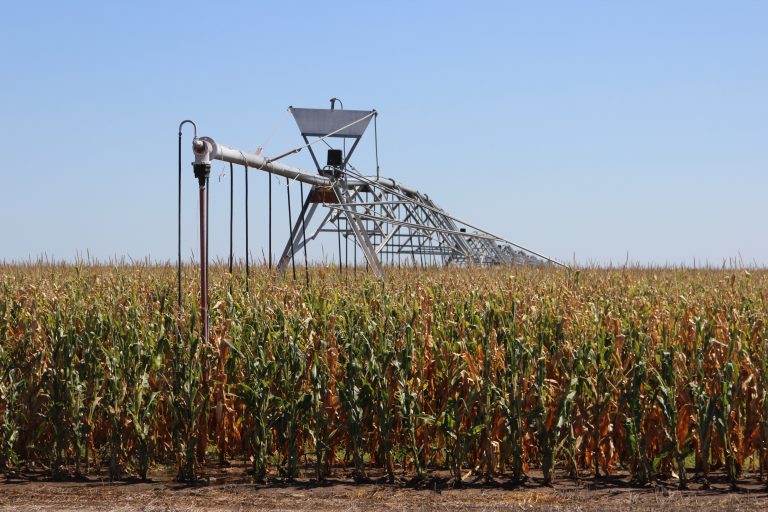An irrigated corn crop during the 2024 growing season in southwest Kansas. (Journal photo by Dave Bergmeier.)