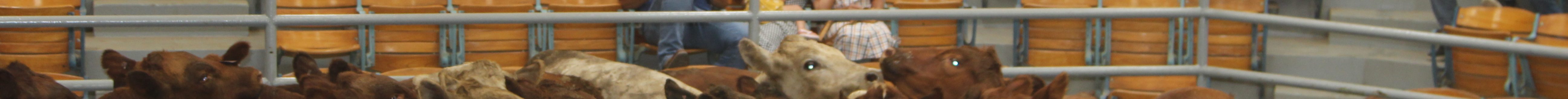 The annual King of the Ring sale is at Winter Livestock in Dodge City, Kansas. (Journal photo by Dave Bergmeier.)