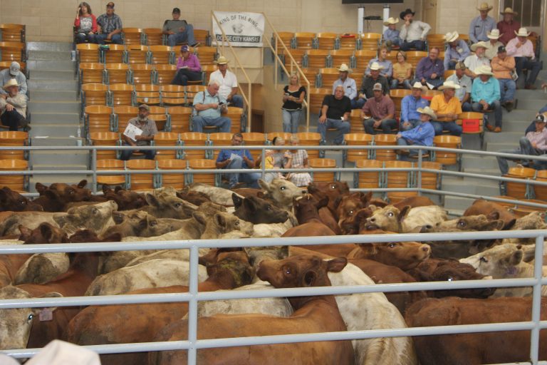 The annual King of the Ring sale is at Winter Livestock in Dodge City, Kansas. (Journal photo by Dave Bergmeier.)