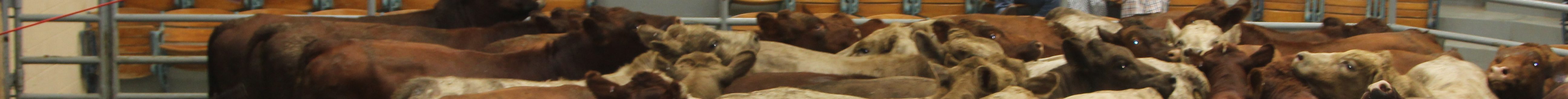 A look at the King of the Ring contest at Winter Livestock in Dodge City, Kansas. (Journal photo by Dave Bergmeier.)