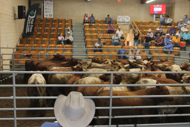A look at the King of the Ring contest at Winter Livestock in Dodge City, Kansas. (Journal photo by Dave Bergmeier.)