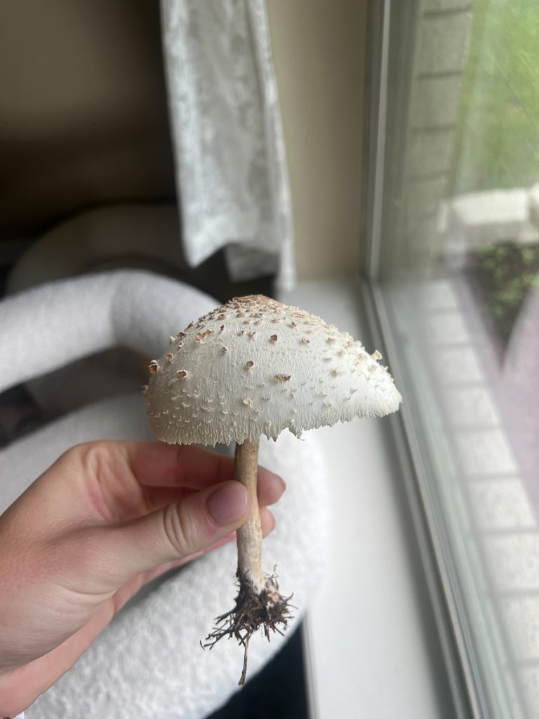 False parasols are a common mushroom found throughout the U.S. and are toxic if consumed. They can be identified by their green gills. (Mamie Hertel/Texas A&M AgriLife)