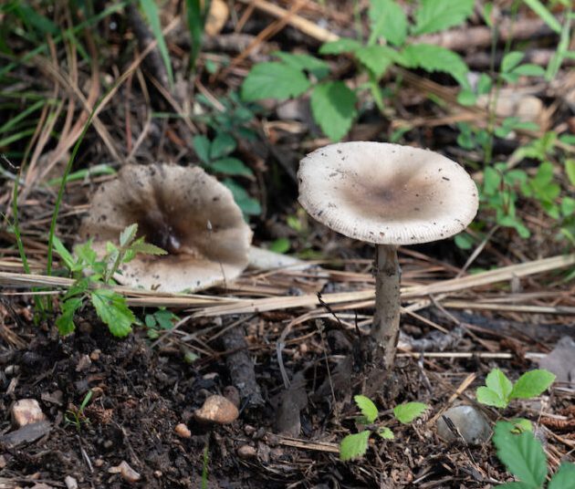 A mushroom in a forest environment (Texas A&M AgriLife)