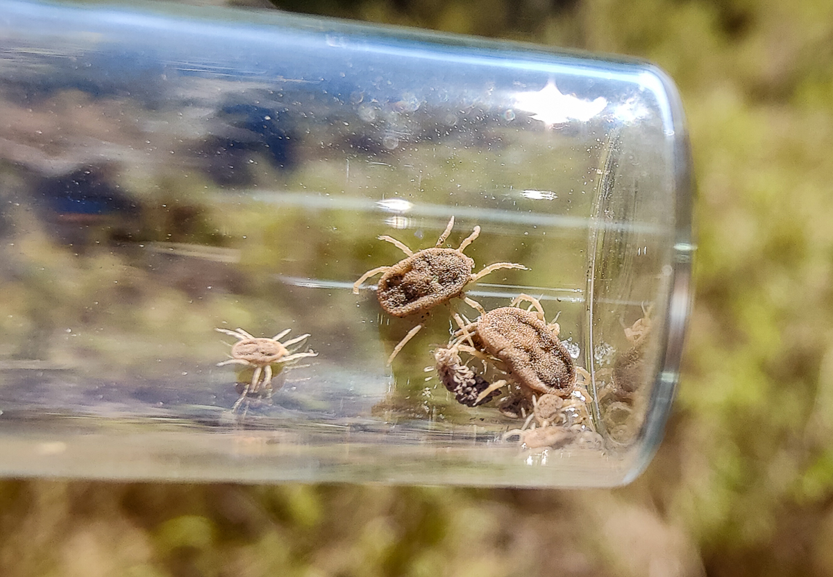 Ornithodoros turicata ticks taken during a Texas A&M AgriLIfe Research project in Laguna Atascosa National Wildlife Refuge. (Brian Rich/Texas A&M AgriLife)