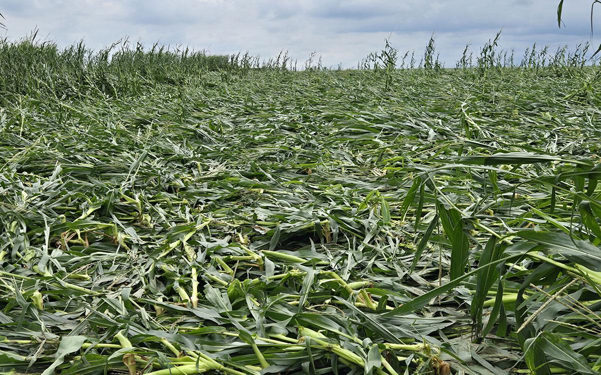 Wind-injured corn near Beresford, South Dakota. (Credit: Heather Gessner, SDSU Extension)