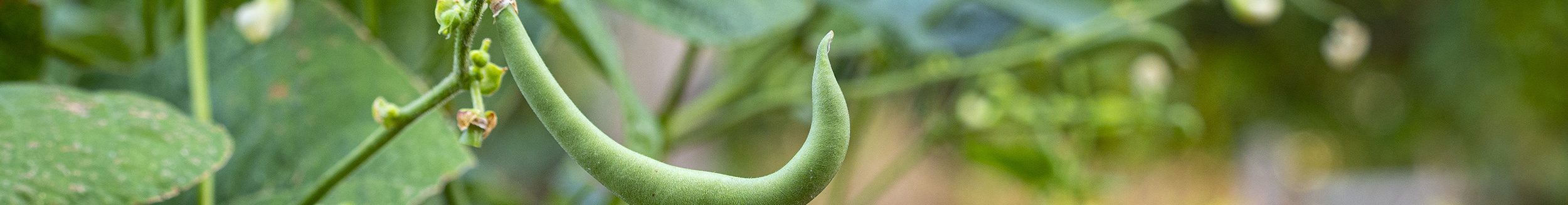 Green Bean. Gardeners can extend the fresh taste of summer by planting a fall garden now. Home garden of Nolan and Donna Scheihing. (Photo by Todd Johnson, OSU Agriculture)