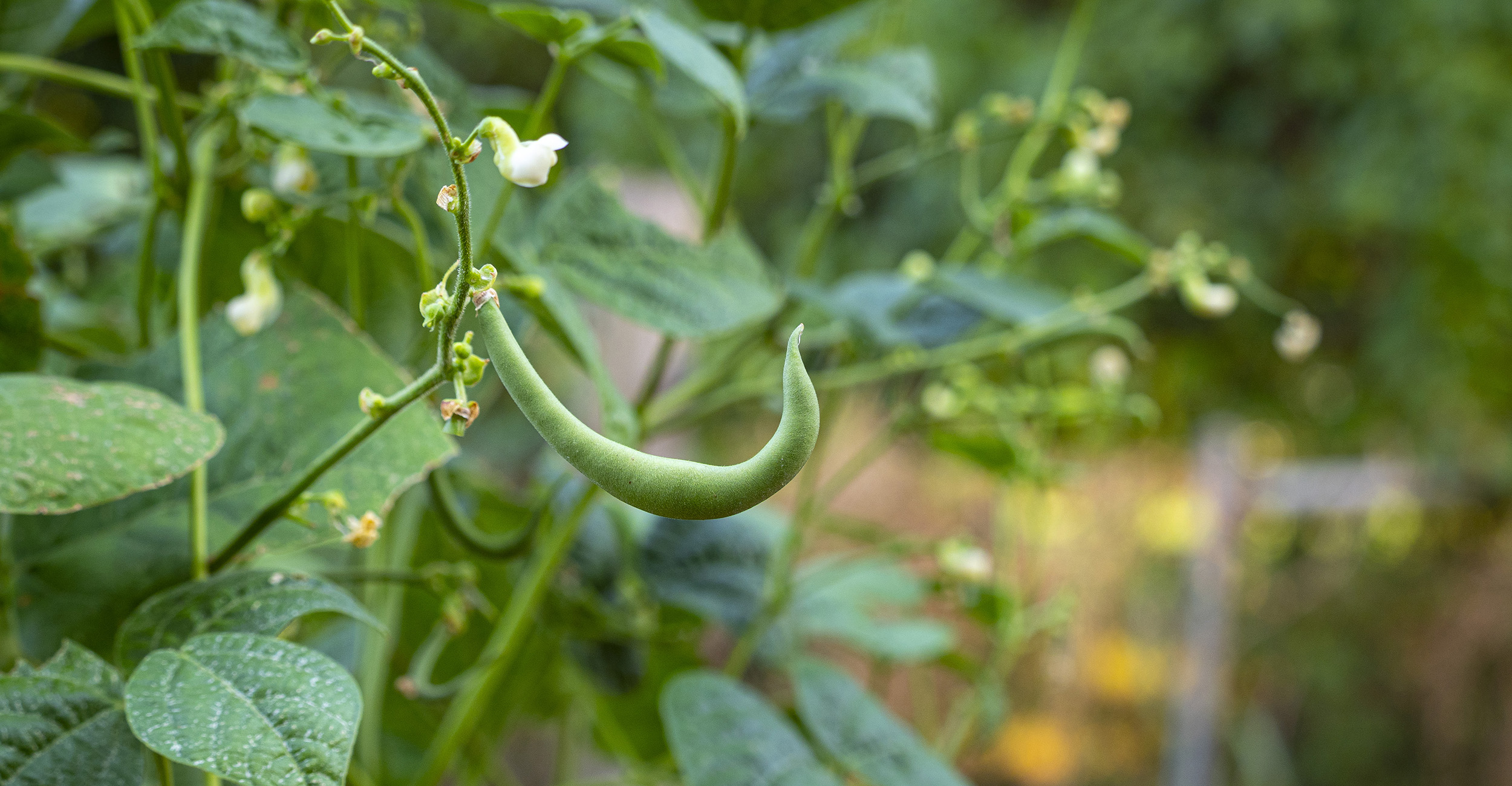 Green Bean. Gardeners can extend the fresh taste of summer by planting a fall garden now. Home garden of Nolan and Donna Scheihing. (Photo by Todd Johnson, OSU Agriculture)