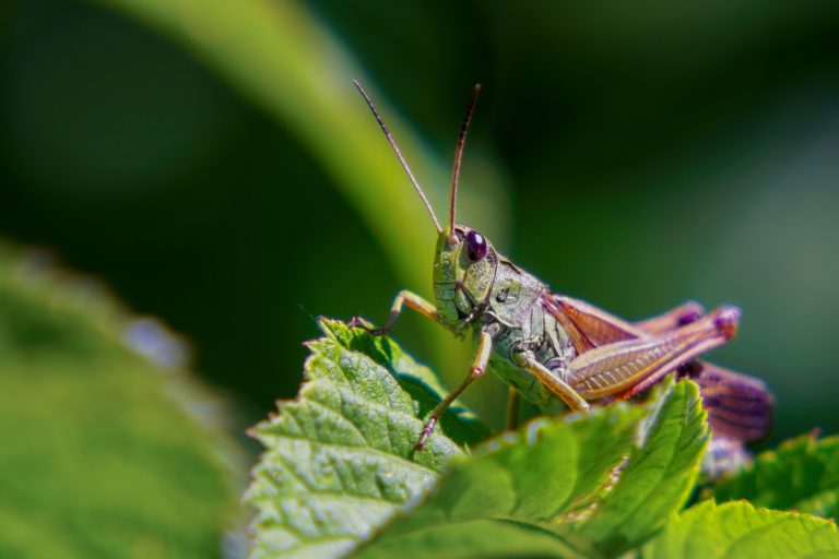 Grasshopper sitting on the grass. (iStock │ #1282808364 - Pro2sound)