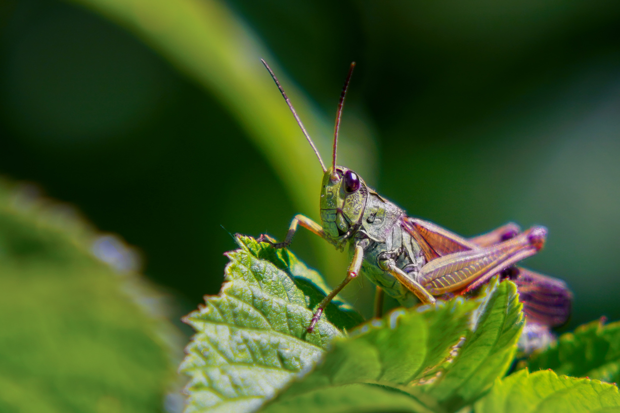 Grasshopper sitting on the grass. (iStock │ #1282808364 - Pro2sound)