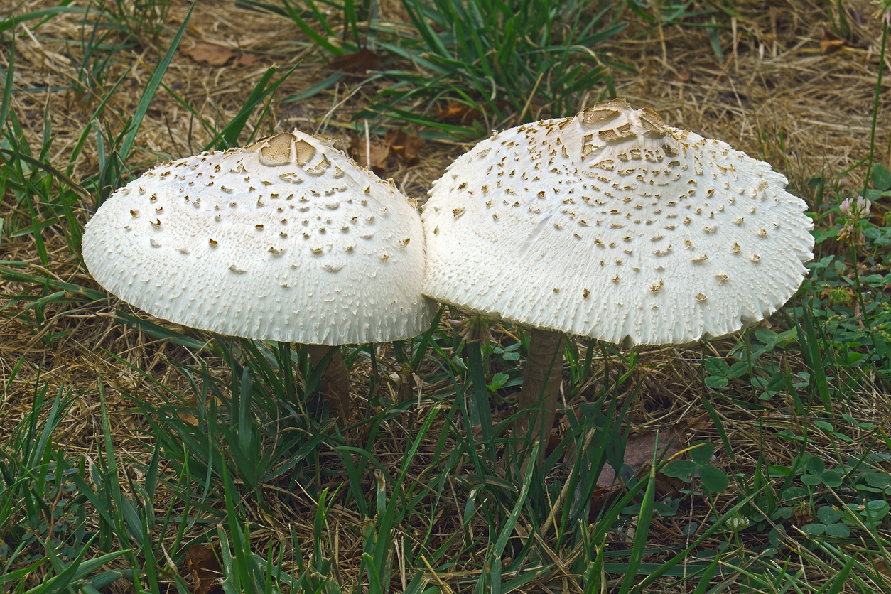 False parasol mushroom (Chlorophyllum molybdites). (iStock │ #1299077384 - nickkurzenko)