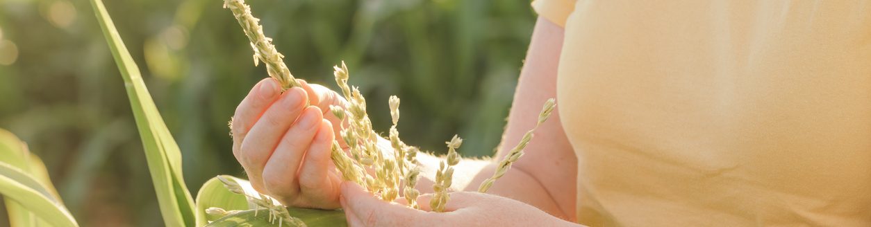 Female farmer inspecting corn tassel in cultivated field. (iStock │ #1453064225 - BitsAndSplits)