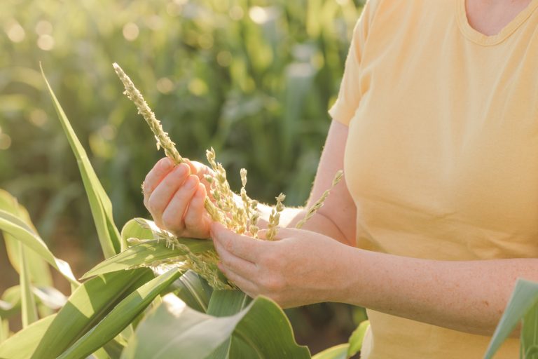 Female farmer inspecting corn tassel in cultivated field. (iStock │ #1453064225 - BitsAndSplits)