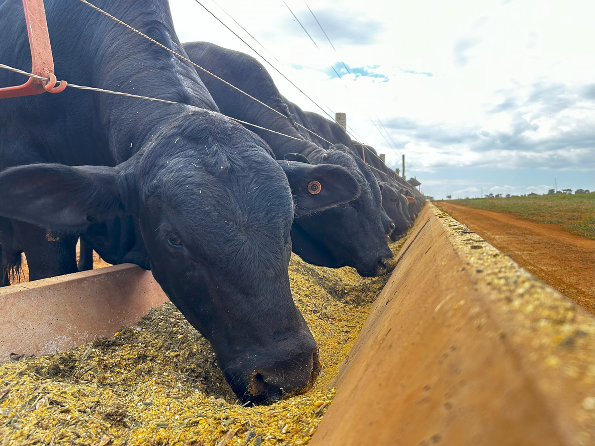 Feedlot intensive production system beef cattle. (iStock │ #2153732613 - shiota)
