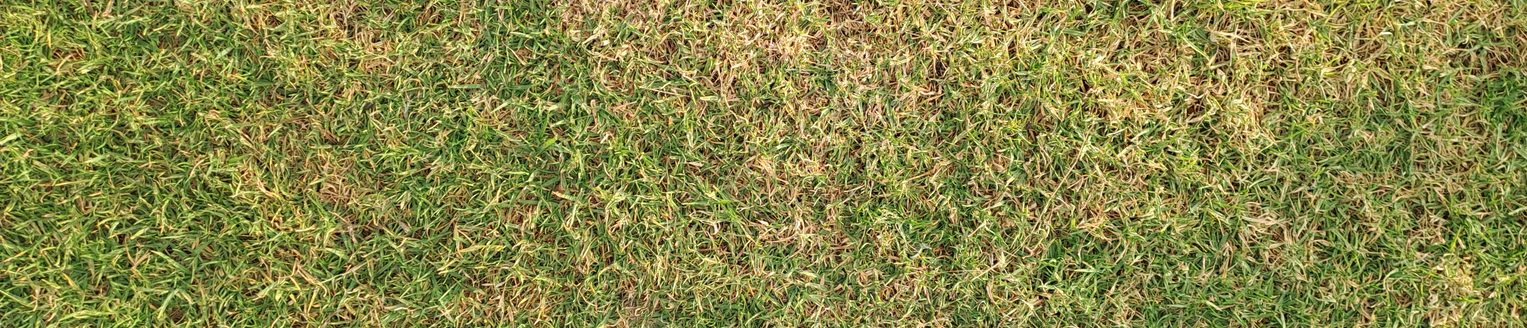 Dry grass texture showing dehydration and damage during drought, needing water and care. (iStock │ #2216969856 - Adil bouimama)