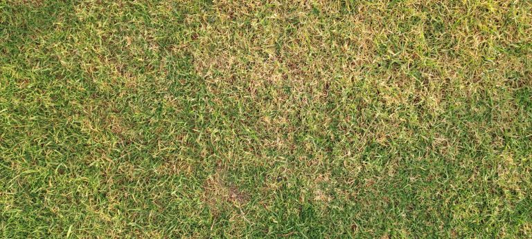 Dry grass texture showing dehydration and damage during drought, needing water and care. (iStock │ #2216969856 - Adil bouimama)