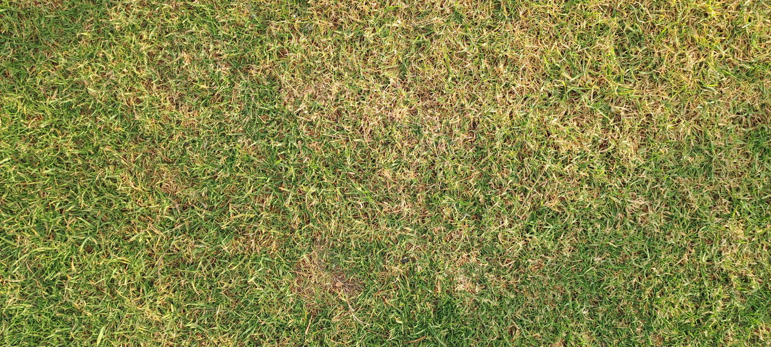 Dry grass texture showing dehydration and damage during drought, needing water and care. (iStock │ #2216969856 - Adil bouimama)