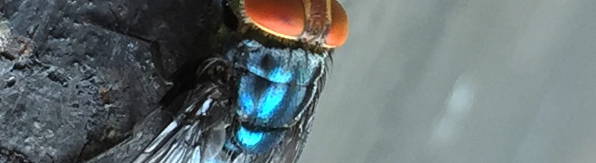 New World Screwworm fly (Texas A&M AgriLife)