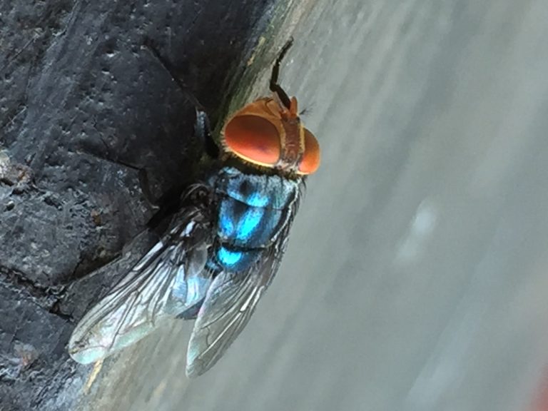 New World Screwworm fly (Texas A&M AgriLife)