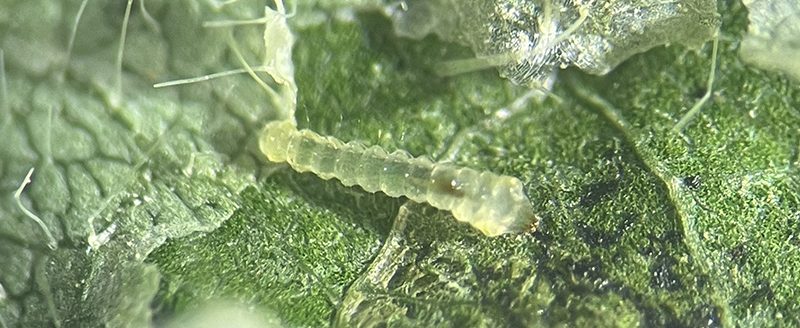 University of Missouri Extension crops entomologist Ivair Valmorbida urges farmers to scout soybean fields for the presence of the soybean tentiform leafminer, a new pest found for the first time in Missouri in August. This microscopic image shows the larva, which turns into a moth that is only ¼-inch long. (Photo by Ivair Valmorbida)