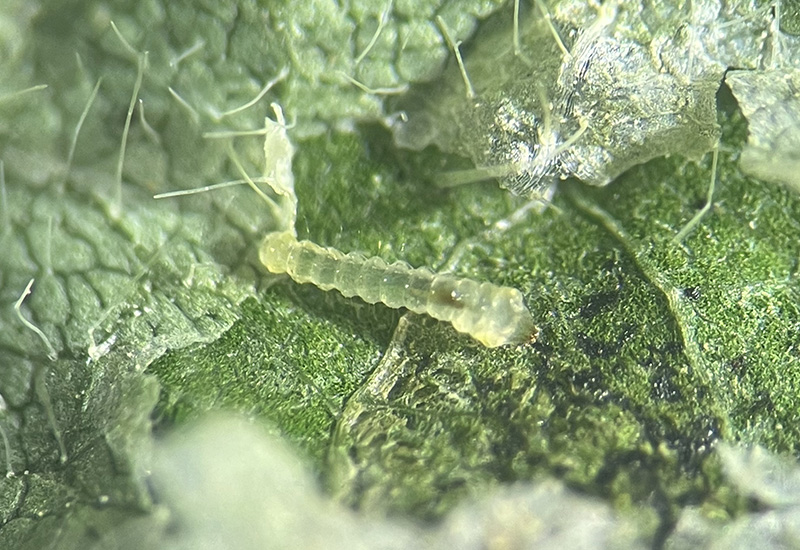 University of Missouri Extension crops entomologist Ivair Valmorbida urges farmers to scout soybean fields for the presence of the soybean tentiform leafminer, a new pest found for the first time in Missouri in August. This microscopic image shows the larva, which turns into a moth that is only ¼-inch long. (Photo by Ivair Valmorbida)