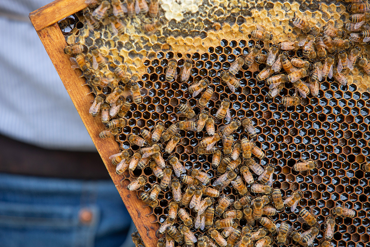 Bees on honeycomb (Iowa State University Extension and Outreach)