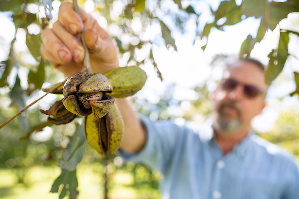 Pecan harvest is about to begin in parts of the state and will continue into winter. (Laura McKenzie/Texas A&M AgriLife)