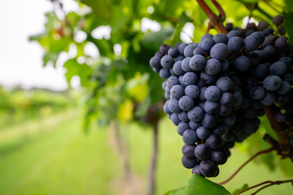 Red grapes hanging on a vine. (Sam Craft/Texas A&M AgriLife)