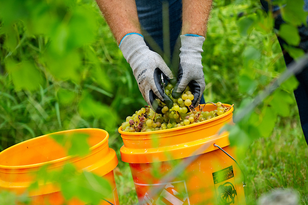 Wine grape harvest at the Thomas Ranch vineyard on Monday, Jul 10, 2023 in Anderson, Texas. (Sam Craft/Texas A&M AgriLife Marketing and Communications)