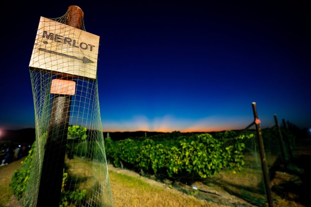 A sign that reads “Merlot” marks the starting point of grapes in a certain section on vines in a vineyard on Friday, Aug 04, 2023 in Leakey, Texas. (Sam Craft/Texas A&M AgriLife Marketing and Communications)