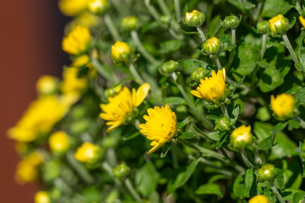 Choosing compact plants with heavy numbers of closed buds typically translates into a longer-lasting bloom. Deadheading spent blooms can also help promote more blooms. (Michael Miller/Texas A&M AgriLife)