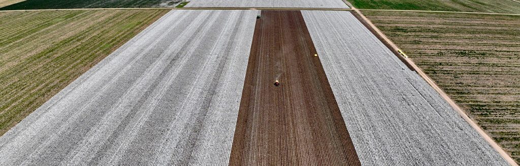 Yields were above-average at this dryland trial site at the Texas A&M AgriLife Extension Service Replicated Agronomic Cotton Evaluation, RACE, Trials in Wharton County. (Zack Eder/Texas A&M AgriLife)