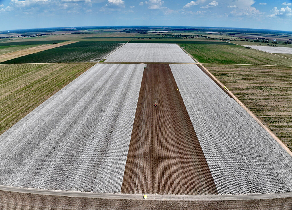 Yields were above-average at this dryland trial site at the Texas A&M AgriLife Extension Service Replicated Agronomic Cotton Evaluation, RACE, Trials in Wharton County. (Zack Eder/Texas A&M AgriLife)