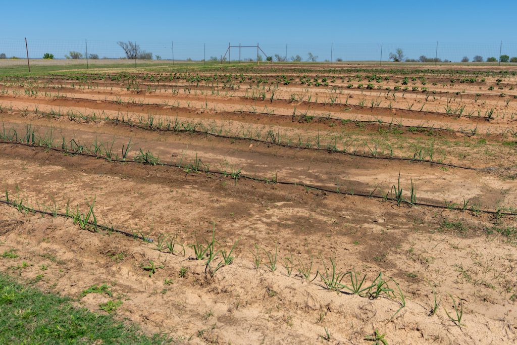 After years of mining, a mixture of scientific expertise is required to help rebuild functional ecosystems and return organic matter, subsurface ecology and wildlife to the Jewett mine site. (Michael Miller/Texas A&M AgriLife)