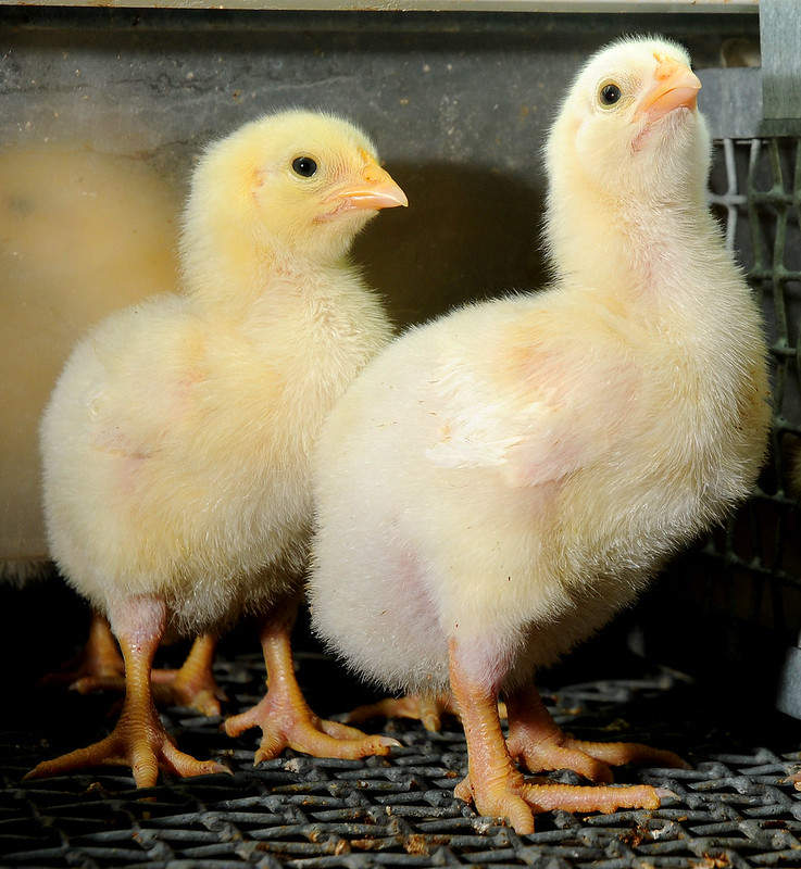 Poultry Feed Research - 
chicks in a feeding trial for canola residue remaining after ethanol production. (U of A System Division of Agriculture photo)