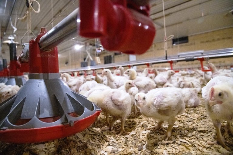 PROBIOTICS — A resilient strain of probiotic for both poultry and swine was co-developed by researchers with the Arkansas Agricultural Experiment Station and recently released as a direct-fed additive. (U of A System Division of Agriculture photo)