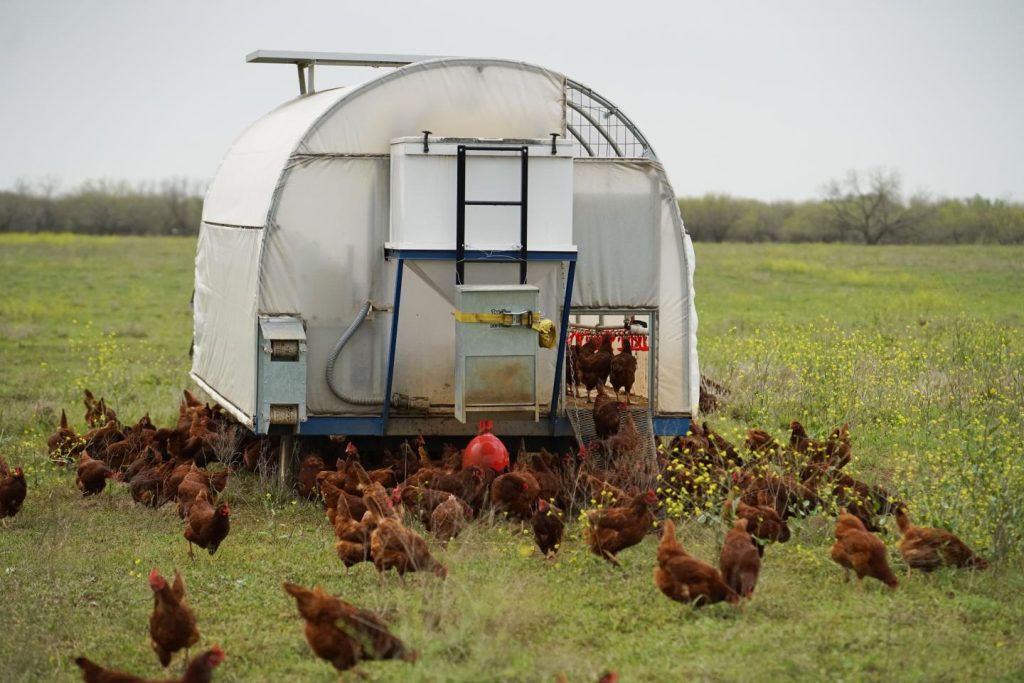 Chickens are rotated between pastures in a mobile chicken coop at Sunrise W Land and Cattle Company in Central Texas. (USDA Natural Resources Conservation Service)