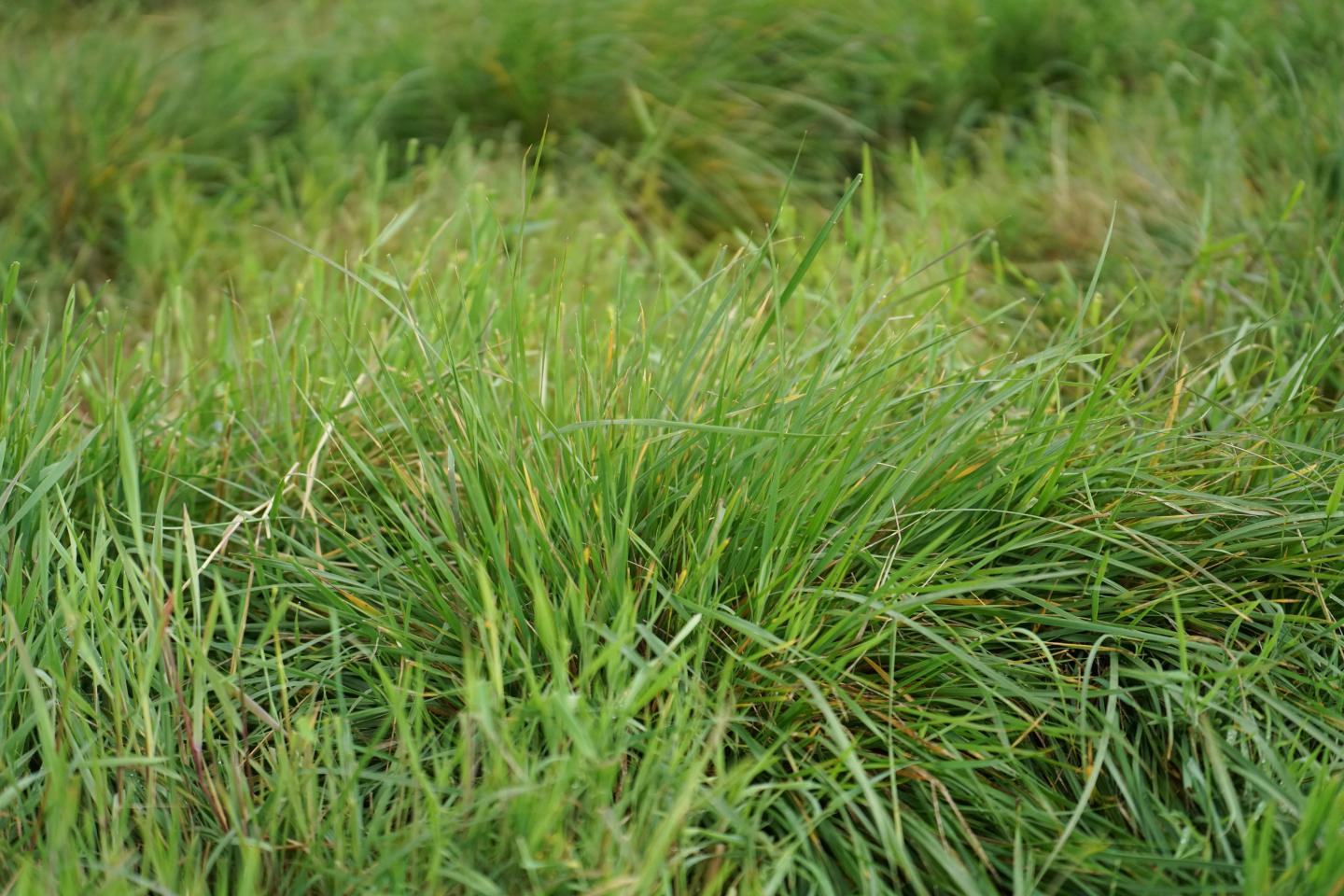 Grass is one of the key elements to the regenerative management system on the Sunrise W Land and Cattle Company in Central Texas. (USDA Natural Resources Conservation Service)