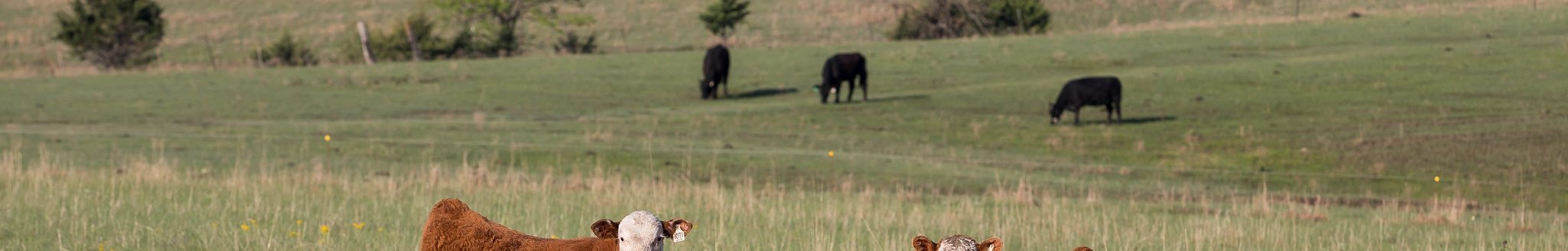 Proactive management at calving sets the stage for healthier, more profitable cattle. (K-State Extension news service)