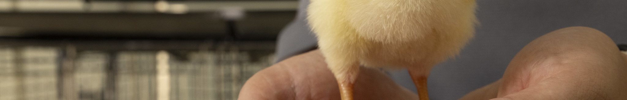 Broiler chick held by Rebekah Drysdale, a Ph.D. student in the poultry science department for the Dale Bumpers College of Agricultural, Food and Life Sciences at the University of Arkansas. (U of A System Division of Agriculture photo by Paden Johnson)