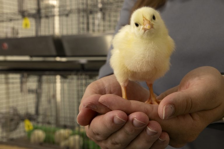 Broiler chick held by Rebekah Drysdale, a Ph.D. student in the poultry science department for the Dale Bumpers College of Agricultural, Food and Life Sciences at the University of Arkansas. (U of A System Division of Agriculture photo by Paden Johnson)