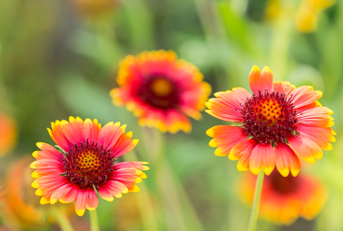 Gorgeous Indian Blanket (Gaillardia pulchella) flowers. (Adobe Stock │ #296820740 - ihorhvozdetskiy)