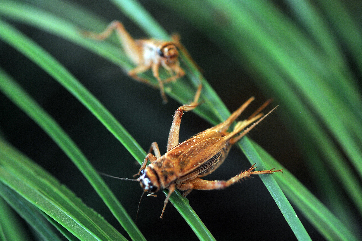 Crickets in grass. (Adobe Stock │ #306662628 - andrea)