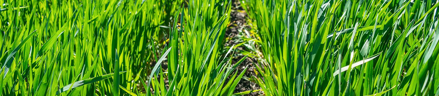Green wheat field. (Adobe Stock │ #316126124 - irissca)