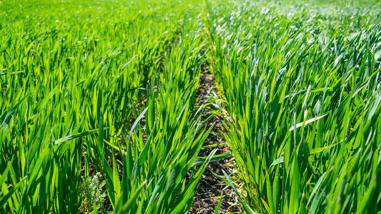 Green wheat field. (Adobe Stock │ #316126124 - irissca)